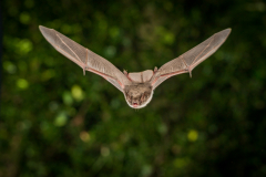 Teichfledermaus (Myotis dasycneme)