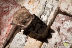 20180128_Teichfledermaus_Myotis-dasycneme_Christian-Giese_DSC1635