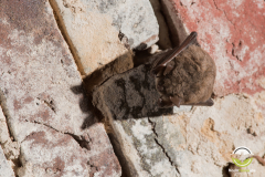 20180128_Teichfledermaus_Myotis-dasycneme_Christian-Giese_DSC1637