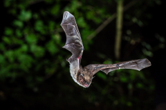 Teichfledermaus (Myotis dasycneme)