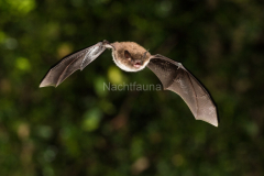 Wasserfledermaus (Myotis daubentonii) 