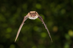 Wasserfledermaus (Myotis daubentonii)