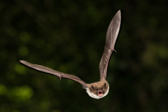 Wasserfledermaus (Myotis daubentonii)