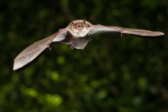 Wasserfledermaus (Myotis daubentonii)