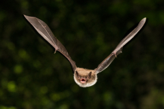 Wasserfledermaus (Myotis daubentonii)