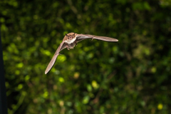 Wasserfledermaus (Myotis daubentonii)