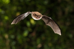 Wasserfledermaus (Myotis daubentonii)