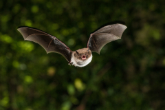 Wasserfledermaus (Myotis daubentonii)