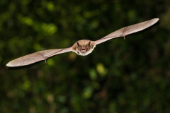 Wasserfledermaus (Myotis daubentonii)