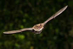 Wasserfledermaus (Myotis daubentonii)