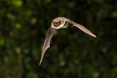 Wasserfledermaus (Myotis daubentonii)