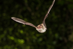 Wasserfledermaus (Myotis daubentonii)