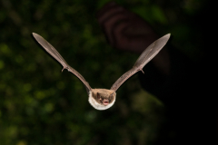 Wasserfledermaus (Myotis daubentonii)