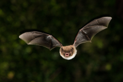 Wasserfledermaus (Myotis daubentonii)