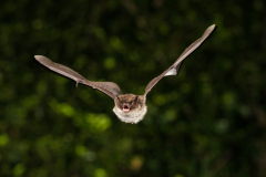 Wasserfledermaus (Myotis daubentonii)