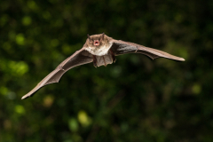 Wasserfledermaus (Myotis daubentonii)