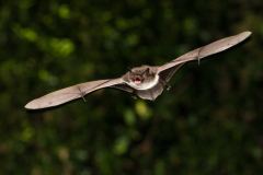 Wasserfledermaus (Myotis daubentonii)