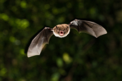 Wasserfledermaus (Myotis daubentonii)