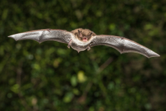 Wasserfledermaus (Myotis daubentonii)