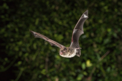 Wasserfledermaus (Myotis daubentonii)