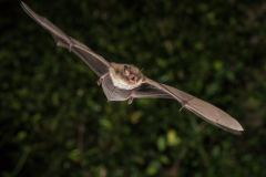 Wasserfledermaus (Myotis daubentonii)