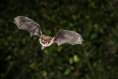 Wasserfledermaus (Myotis daubentonii)