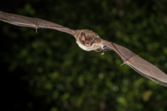 Wasserfledermaus (Myotis daubentonii)