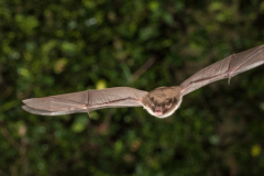 Wasserfledermaus (Myotis daubentonii)