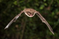 Wasserfledermaus (Myotis daubentonii)