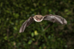 Wasserfledermaus (Myotis daubentonii)