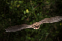 Wasserfledermaus (Myotis daubentonii)