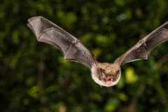 Wasserfledermaus (Myotis daubentonii)