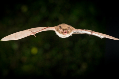 Wasserfledermaus (Myotis daubentonii)