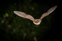 Wasserfledermaus (Myotis daubentonii)