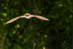 Wasserfledermaus (Myotis daubentonii)