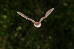 Wasserfledermaus (Myotis daubentonii)