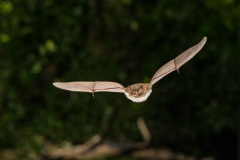 Wasserfledermaus (Myotis daubentonii)