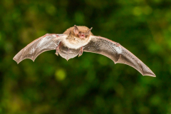 Wasserfledermaus (Myotis daubentonii)