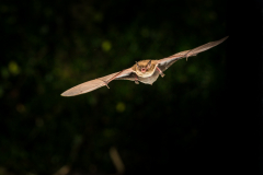 Wasserfledermaus (Myotis daubentonii)