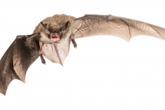 Wasserfledermaus (Myotis daubentonii)