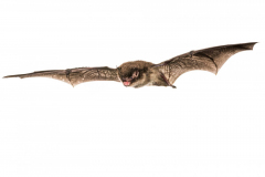 Wasserfledermaus (Myotis daubentonii)