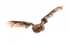 Wasserfledermaus (Myotis daubentonii)