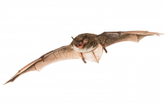 Wasserfledermaus (Myotis daubentonii)