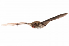 Wasserfledermaus (Myotis daubentonii)