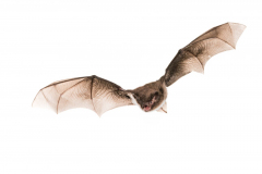 Wasserfledermaus (Myotis daubentonii)