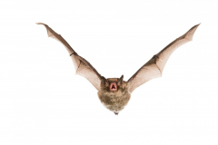 Wasserfledermaus (Myotis daubentonii)