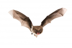 Wasserfledermaus (Myotis daubentonii)