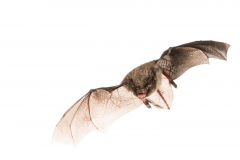 Wasserfledermaus (Myotis daubentonii)