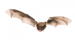 Wasserfledermaus (Myotis daubentonii)