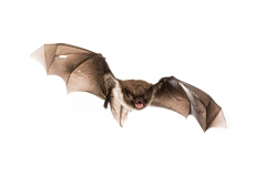 Wasserfledermaus (Myotis daubentonii)